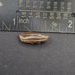 Hadrosaur Unerupted Tooth-Montana 01