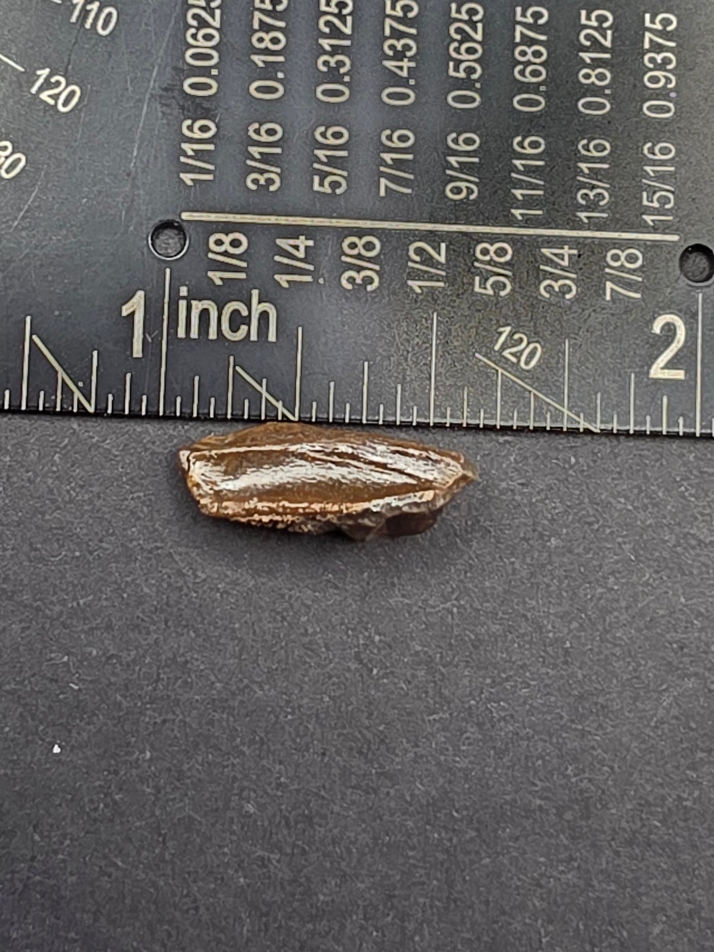 Hadrosaur Unerupted Tooth-Montana 01