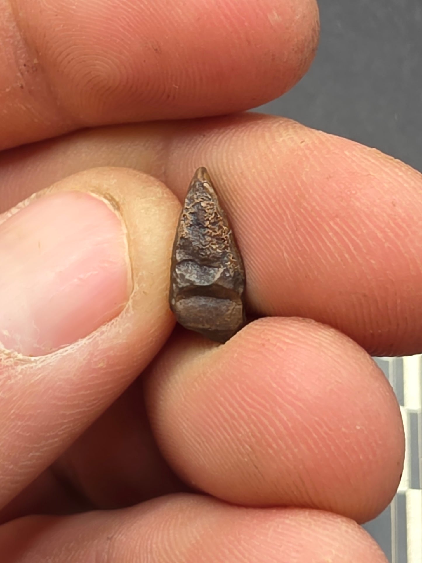 Hadrosaur Unerupted Tooth-Montana 01