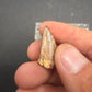 Phytosaur tooth-New Mexico 003