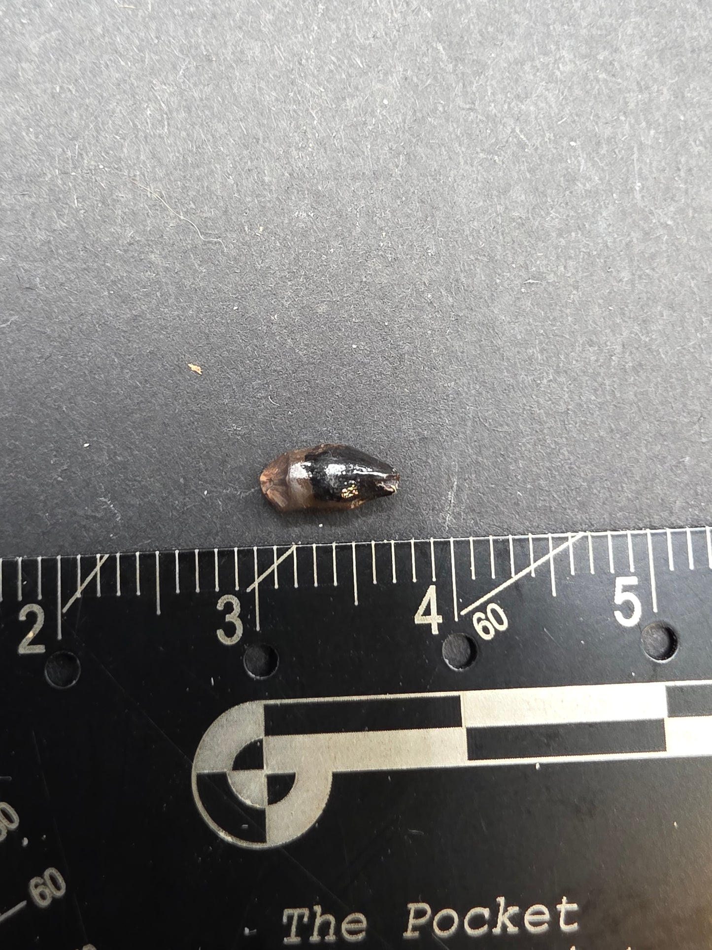 Thescelosaurus Tooth-Montana 03