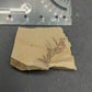 Metasequoia Leaf-Montana 07