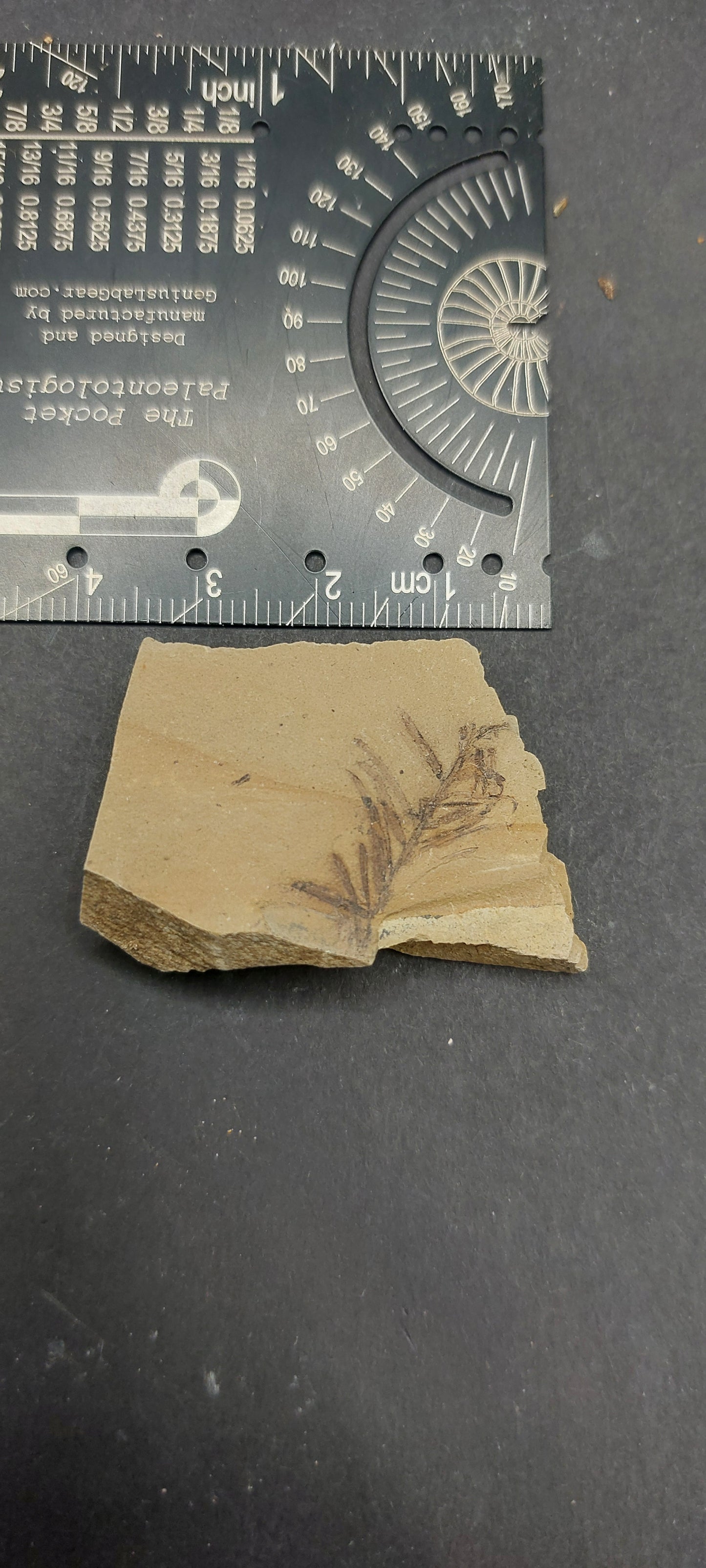 Metasequoia Leaf-Montana 07