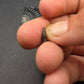Thescelosaurus Tooth-Montana 02