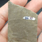 Anthracoceras beargulchensis-Montana-BG74
