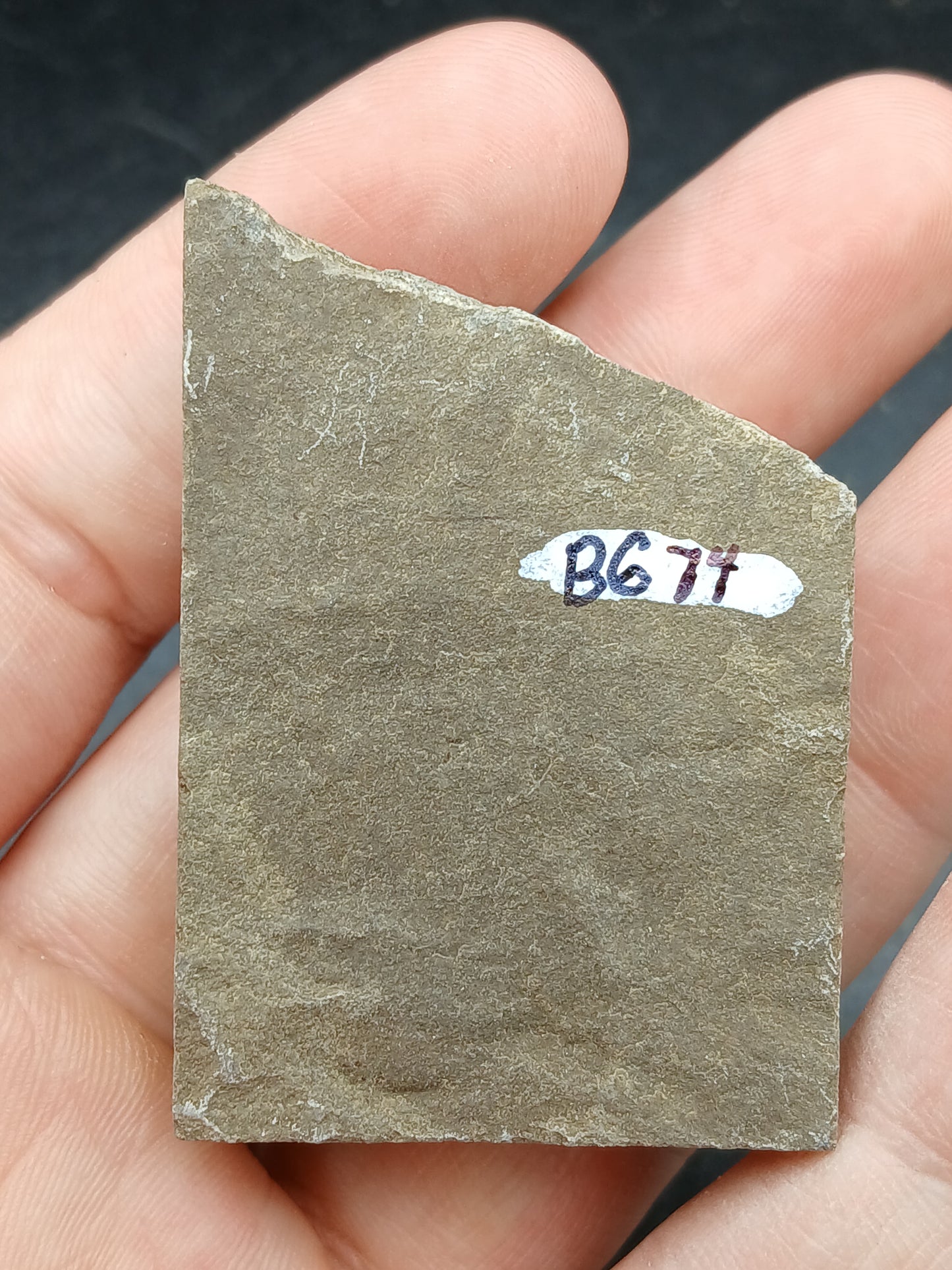 Anthracoceras beargulchensis-Montana-BG74