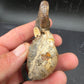 Discoscaphites sp.-South Dakota