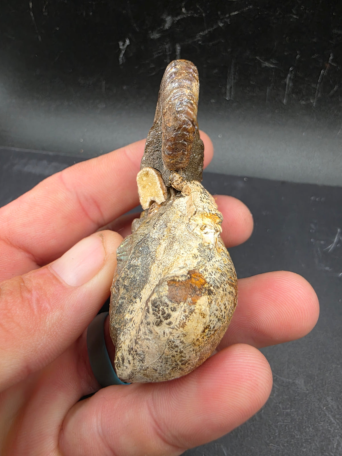 Discoscaphites sp.-South Dakota