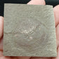 Strepsodus sp. Scale-Montana-BG79