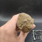 Plesiosaur Femur-Texas