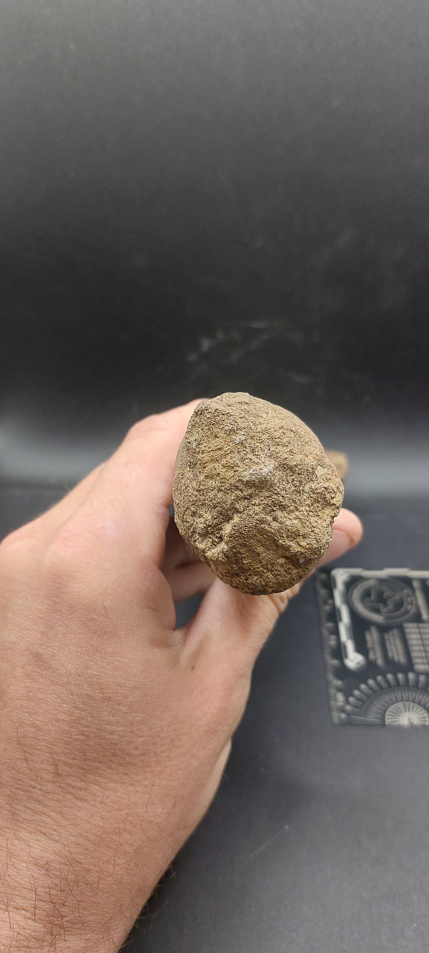 Plesiosaur Femur-Texas