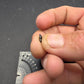 Thescelosaurus Tooth-Montana 03