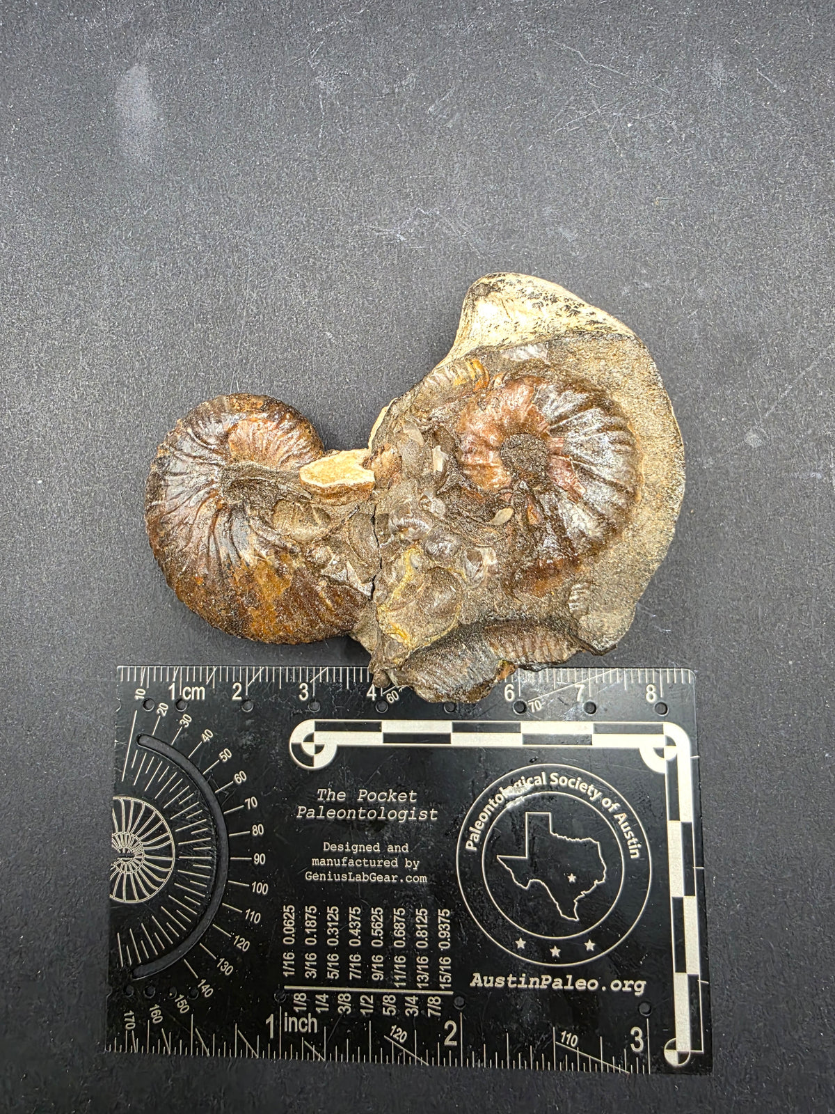 Discoscaphites sp.-South Dakota