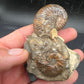 Discoscaphites sp.-South Dakota