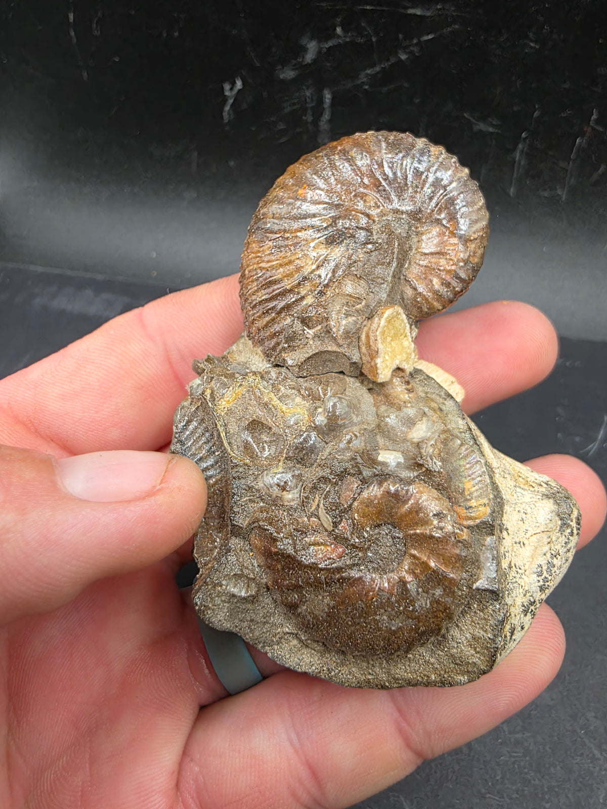 Discoscaphites sp.-South Dakota