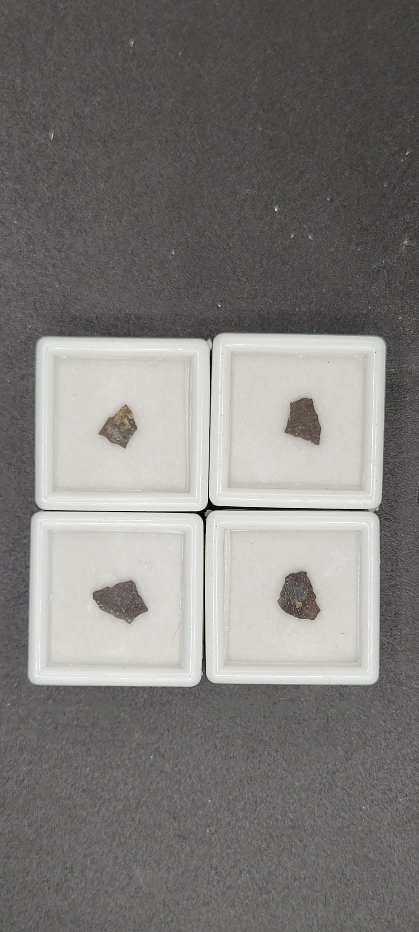 Maiasaur Eggshell-Montana