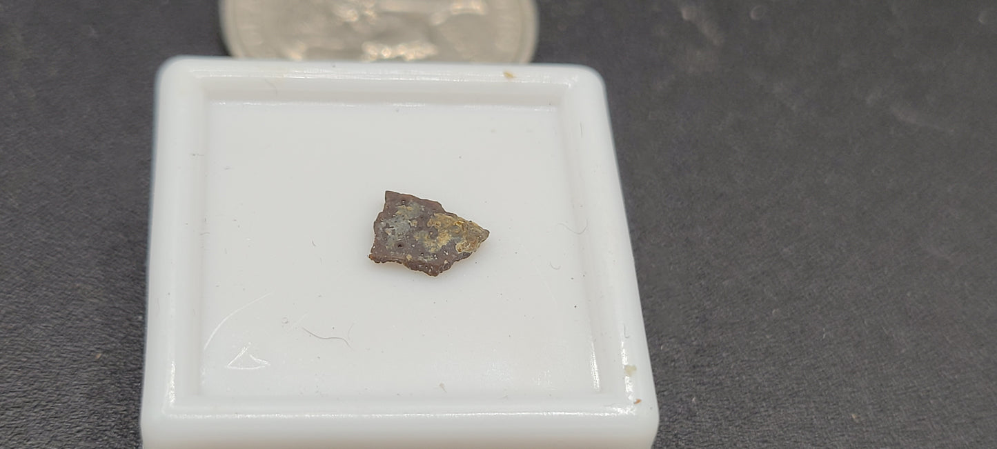 Maiasaur Eggshell-Montana