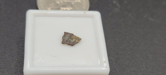 Maiasaur Eggshell-Montana
