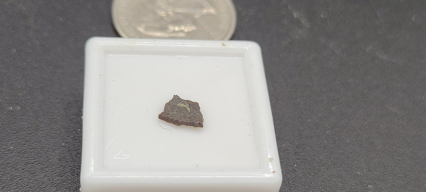 Maiasaur Eggshell-Montana