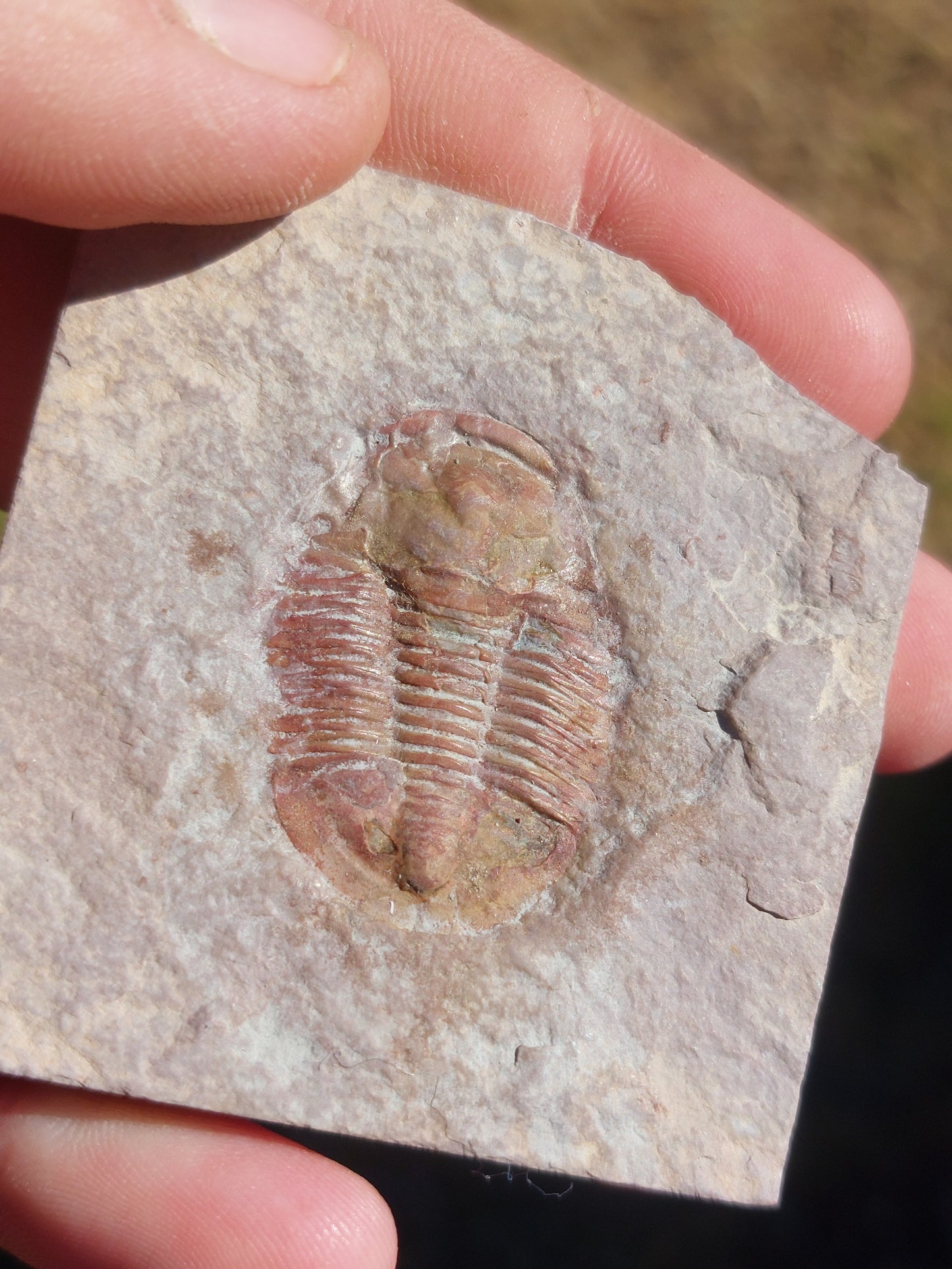 Asaphiscus wheeleri-Utah
